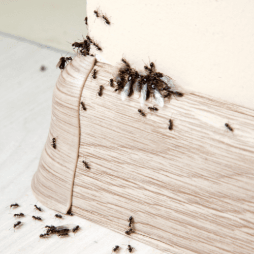 Équipement professionnel contre les rongeurs et insectes